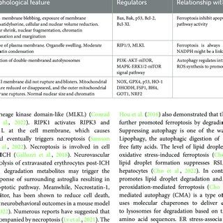 The main feature of apoptosis, necroptosis, autophagy, ferroptosis ...