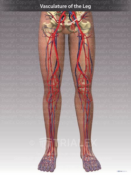 Vasculature Of The Leg Trial Exhibits Inc