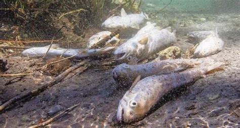 Fischbestand Ausgerottet