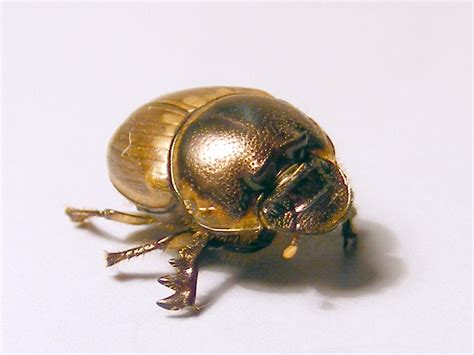 Scarabaeidae Scarabaeinaedigitonthophagus Gazella Dung Be Flickr