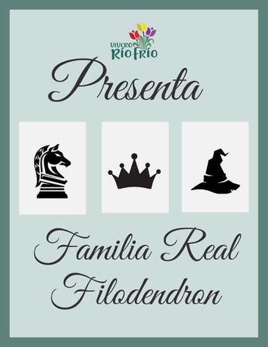 Familia Real Filodendro Vivero R O Fr O