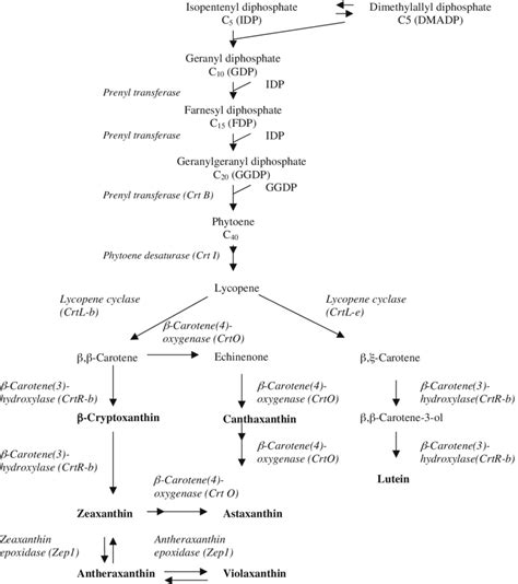 Possible Biosynthetic Pathways For Xanthophyll Formation In Bacteria