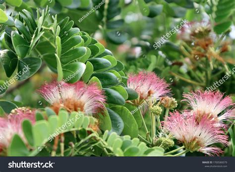 Samanea Saman Flower Blooming Garden April Stock Photo (Edit Now ...