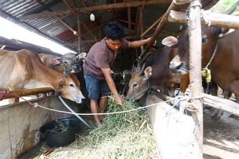 Permintaan Sapi Kurban Mulai Meningkat Riau Pos