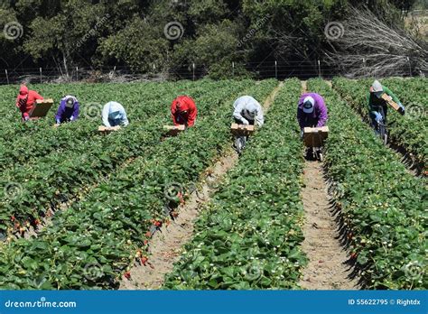 Strawberry Harvest In Central California Editorial Image Image