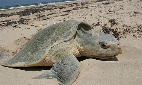 Threatened Reptiles Of The United States WorldAtlas