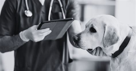 Vet Bills Unpacked Why Is Vet Care So Expensive And What Can You Do A