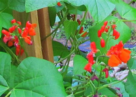 Learn To Grow: Organic Garden Update!