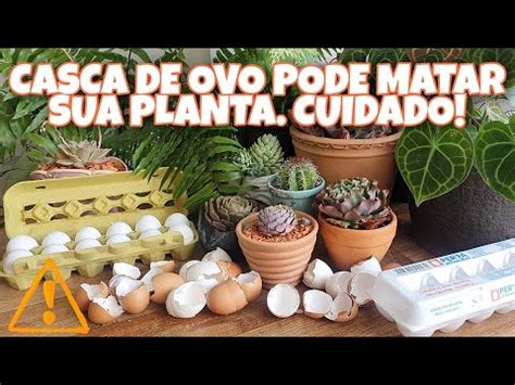 CASCA DE OVO nas PLANTAS é bom ou cilada Posso usar em suculentas