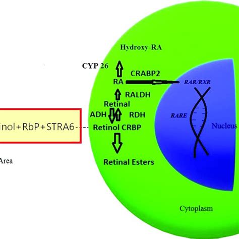 Retinoic Acid Pathway Download Scientific Diagram