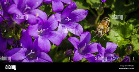 Lista De Flores Que Atraen A Las Abejas Fotos E Im Genes De Stock Alamy