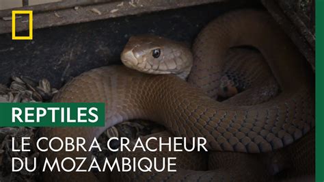 Capture d un cobra cracheur du Mozambique alors qu il s est infiltré