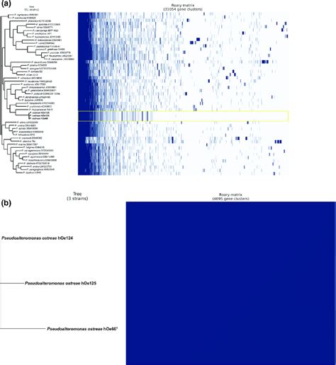 Clustered Gene Presenceabsence And Accessory Genome Distribution