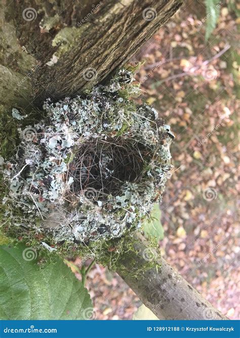 La Mousse A Couvert Le Nid Vide D Oiseau Dans Un Arbre Photo Stock