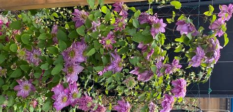 Kaiser | Clematis 'Kaiser' online kaufen