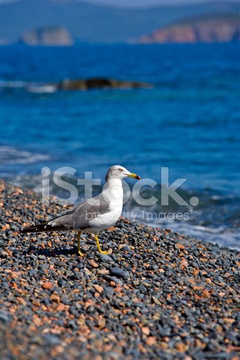 Seagull Standing On Beach Stock Photo | Royalty-Free | FreeImages