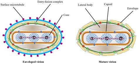 Frontiers Understanding The Research Advances On Lumpy Skin Disease