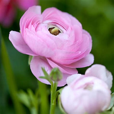 Buy Ranunculus Asiaticus Aviv Rose Ranunculus Asiaticus Aviv Rose