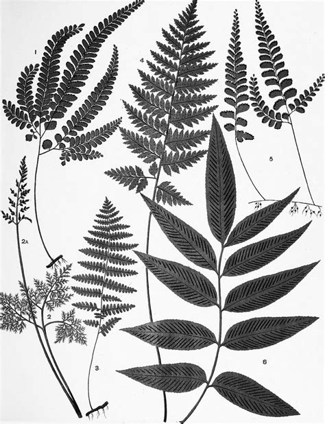 Fern Leaf Drawing at GetDrawings | Free download