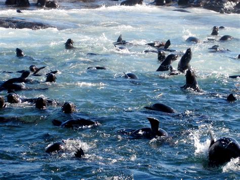 Cape Town, South Africa 2010: simons town and seal island