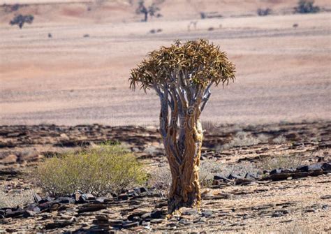 Plants and Trees at the Namib Desert in Namibia Stock Image - Image of ...