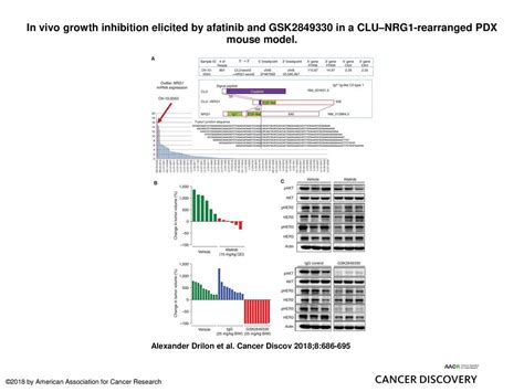 In Vivo Growth Inhibition Elicited By Afatinib And GSK In A CLUNRG1