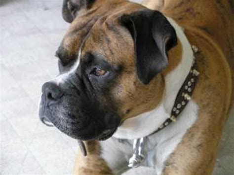 Salivary Gland Infections in Dogs - Dog Discoveries