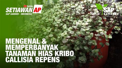 Mengenal Dan Cara Memperbanyak Tanaman Hias Gantung Kribo Callisia