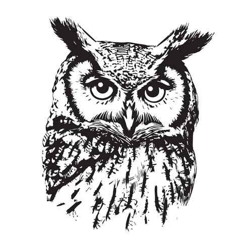 Owl face wild night bird hand drawn sketch Vector illustration 36009368 ...