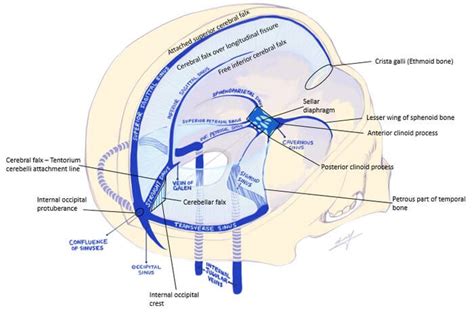 Dural Venous Sinuses Function