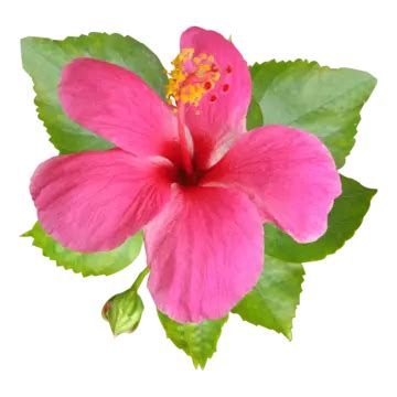 Fresh Watercolor Hibiscus Flower Images Hibiscus Hibiscus Flowers