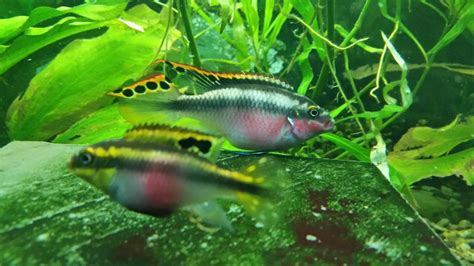 Kribensis Cichlid: Care Guide, Breeding, and Tank Size