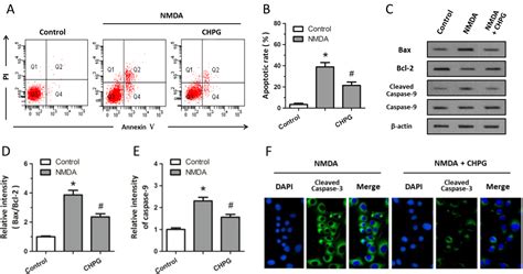 Ijms Free Full Text Activation Of Mglur5 Attenuates Nmda Induced