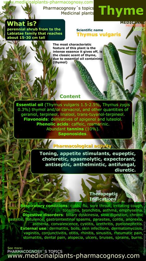 Thyme benefits. Infographic. Properties of the plant. - Pharmacognosy ...