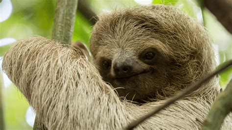 How Do Sloths Have Sex It Begins With A Female Screaming In D Sharp Iflscience