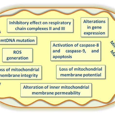 Pdf The Effects Of Cadmium Toxicity