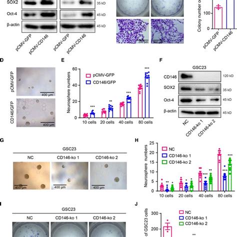 Gsc23 Cd146 Knockout Cells Have Reduced Migrationinvasion Capacity In