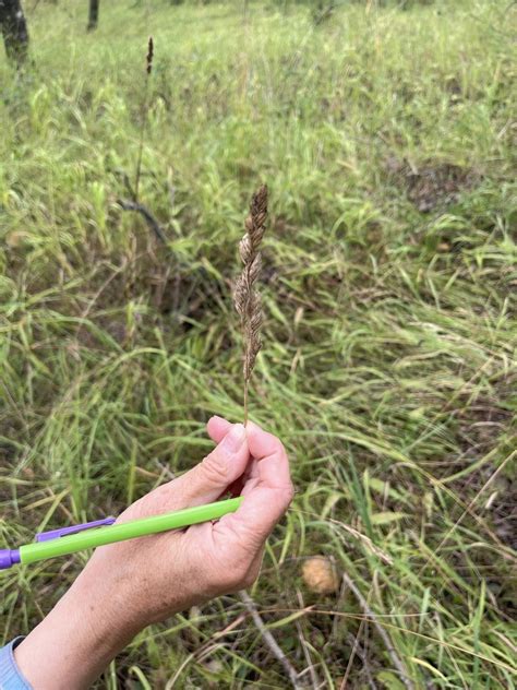 Reed Canary Grass From Foam Lake No 276 Sk Ca On August 31 2023 At 11 03 Am By Jory Litt