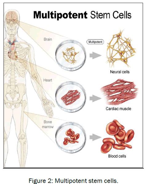 The Power Of Stem Cells Open Access Journals