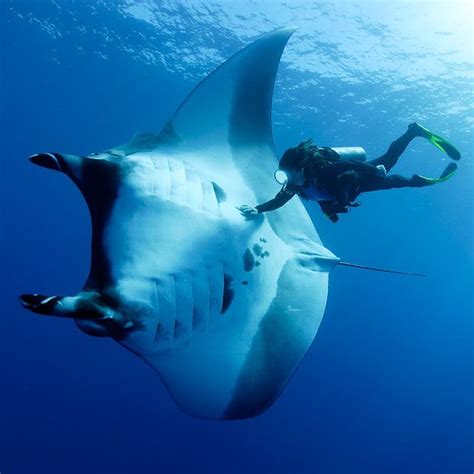 The 25+ best Manta Ray ideas on Pinterest | Underwater life, Eagle ray