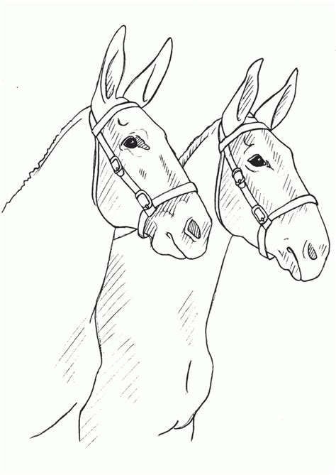 Mule Drawing at GetDrawings | Free download