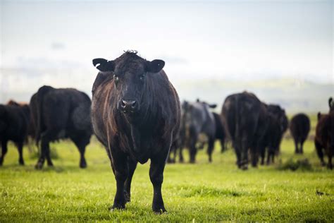 Is Grass Fed Beef Really Better For You And The Environment