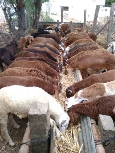 Male Sheep Livestock At Rs 350kg In Bellary Id 21340804930