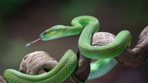 Inventato un antidoto universale contro il veleno dei serpenti più