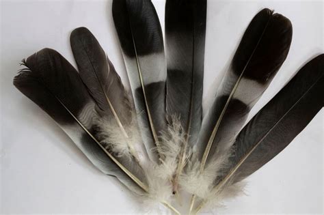 7 White And Grey Feather Meanings Khepera Wellness