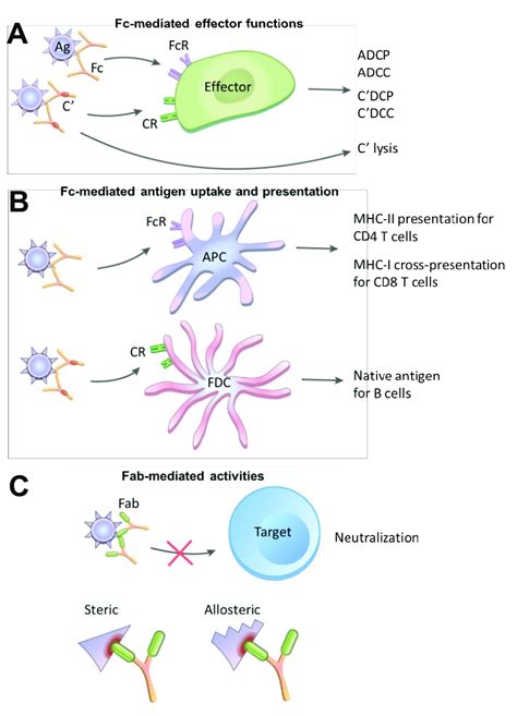 Fc And Fab Mediated Activities Of Immune Complexes Ics A