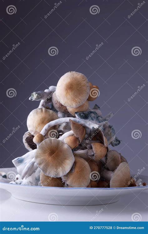 Psilocybin Magic Mushrooms Royalty Free Stock Photo