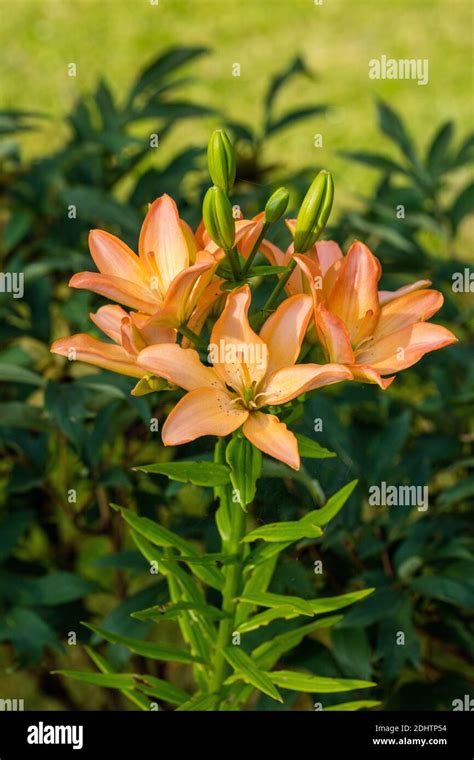 Asiatic lily elodie hi-res stock photography and images - Alamy