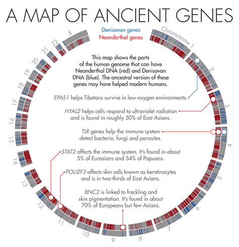 How Neanderthal DNA Helps Humanity | Quanta Magazine