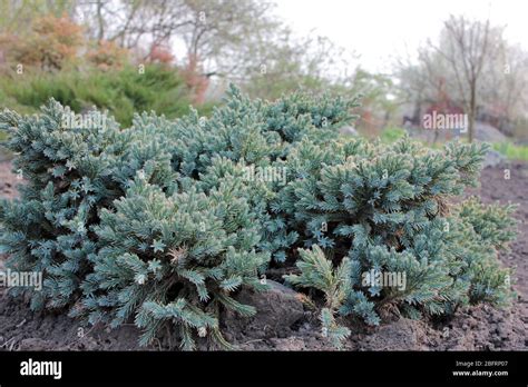 [Télécharger] Dwarf Blue Star Juniper Shrub - Télécharger